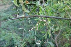 Ceropegia bulbosa var. bulbosa